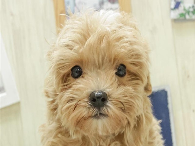 2024年3月21日生まれのハーフ犬の1枚目の写真